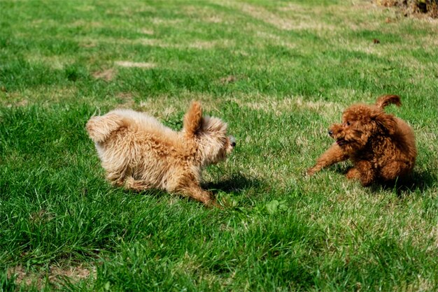 A playful scene of two Cavapoos chasing each other in a grassy yard. One Cavapoo has a white and tan coat, while the other has a solid brown coat. Their ears are floppy, and they both have energetic expressions as they run and play.