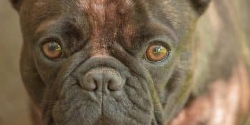 Brachycephalic Breeds in 2025: Profiles & Respiratory Care in the US - Cover Image