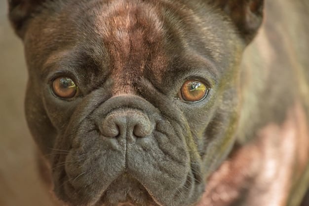 Brachycephalic Breeds in 2025: Profiles & Respiratory Care in the US