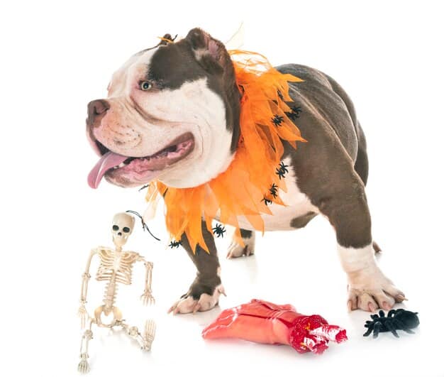 A side-by-side comparison of a skull of a brachycephalic dog (such as a pug) and a skull of a mesocephalic dog (such as a border collie), clearly illustrating the difference in snout length and cranial structure.