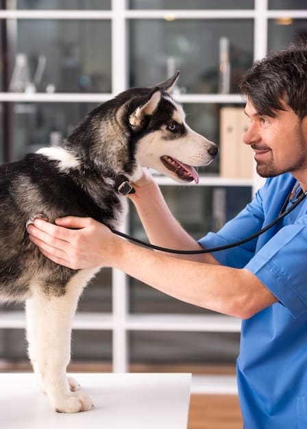 A veterinarian examining a brachycephalic dog with a stethoscope, focusing on the dog's chest and throat area. The veterinarian should appear calm and professional, and the dog should seem comfortable.