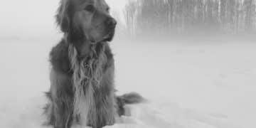 Senior Dog Breeds in 2025: Profiles & Health Concerns in the US - Cover Image