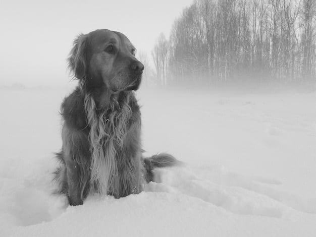 Senior Dog Breeds in 2025: Profiles & Health Concerns in the US