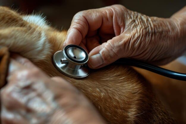 A close-up photo of a veterinarian gently examining the heart of a senior Labrador Retriever with a stethoscope. The dog is calm and cooperative, and the vet is focused on the examination.