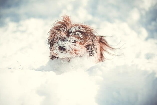 Emerging Dog Breeds: Profiles & US Availability in 3 Months