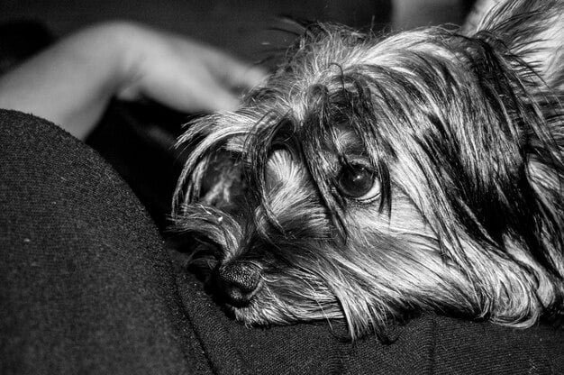 A close-up photo of a Biewer Terrier puppy with its playful white, black, and tan markings, sitting on a green lawn, looking directly at the camera. The focus is on the pup's expressive eyes and soft fur.