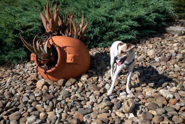 A Peruvian Inca Orchid, a hairless dog with smooth, mottled skin, standing proudly in a desert landscape with ancient ruins visible in the background, highlighting its historical connection to Peru.