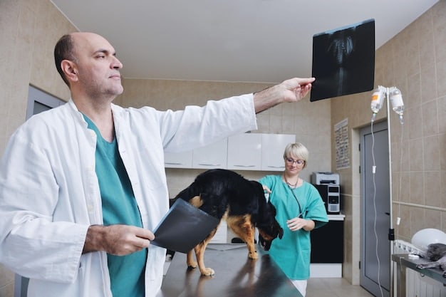 Veterinarian pointing to an X-ray showing hip dysplasia in a German Shepherd at a veterinary clinic.
