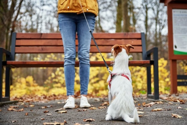 A beagle dog being walked on a leash by its owner in a park, with the dog sniffing the ground and looking alert.