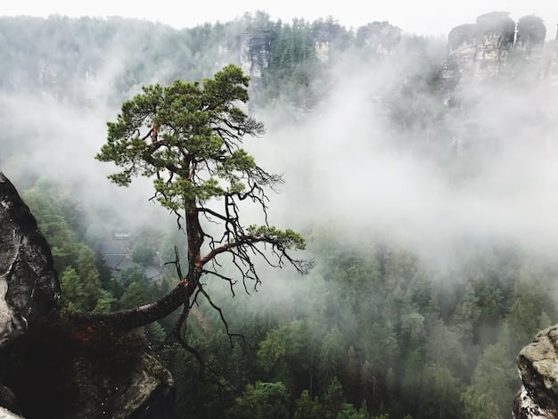 Discover the Giants: The World’s Tallest Tree Is in California!