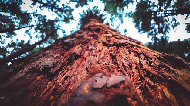 A close-up shot of the base of a Coast Redwood tree, showcasing the thick, reddish bark and the deep furrows that run along its trunk. Moss and ferns grow on the bark near the base, adding to the sense of ancient and thriving life. The image highlights the texture and color of the bark, characteristics of the species to which Did You Know? The Tallest Tree in the World Is Located in California, Reaching Over 379 Feet, belongs.