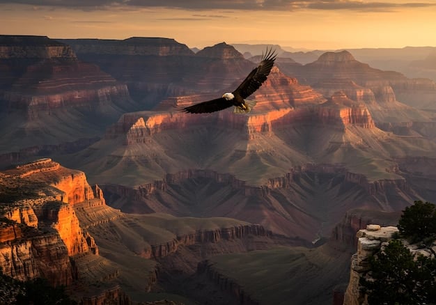 A close-up shot of a California Condor soaring over the Grand Canyon, highlighting the unique wildlife that inhabits the park and its incredible length, making you think Did You Know? The Grand Canyon Is Over 277 Miles Long?